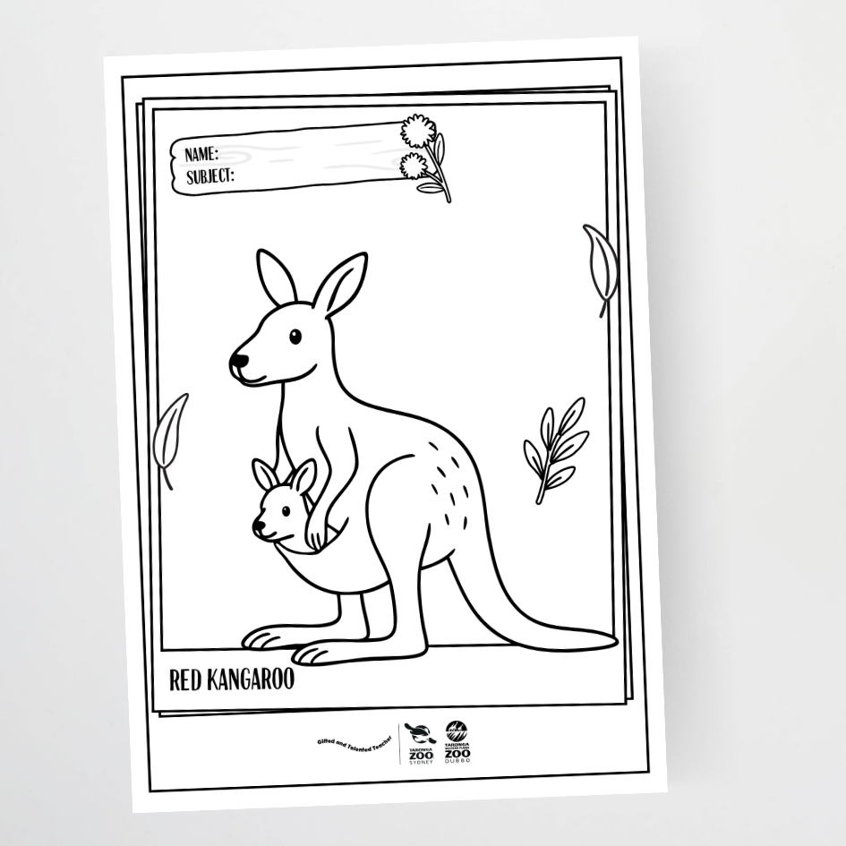 Taronga Zoo: Line Art Book Covers - Taronga Zoo Classroom Decor - Teacher Resources & Classroom Decor