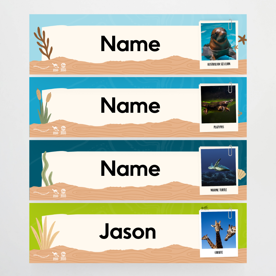 Taronga Zoo: Tote Tray Labels - Taronga Zoo Classroom Decor - Teacher Resources & Classroom Decor