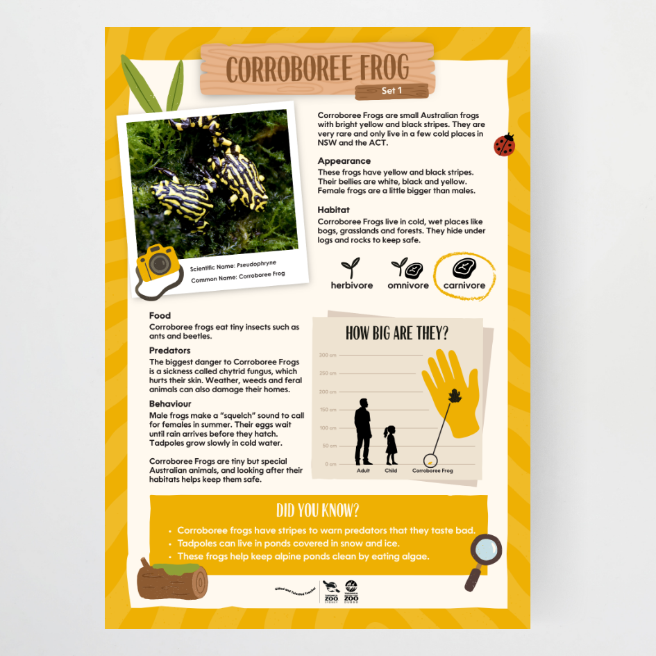 Taronga Zoo: Fact Files Lower Grades - Taronga Zoo Classroom Decor - Teacher Resources & Classroom Decor