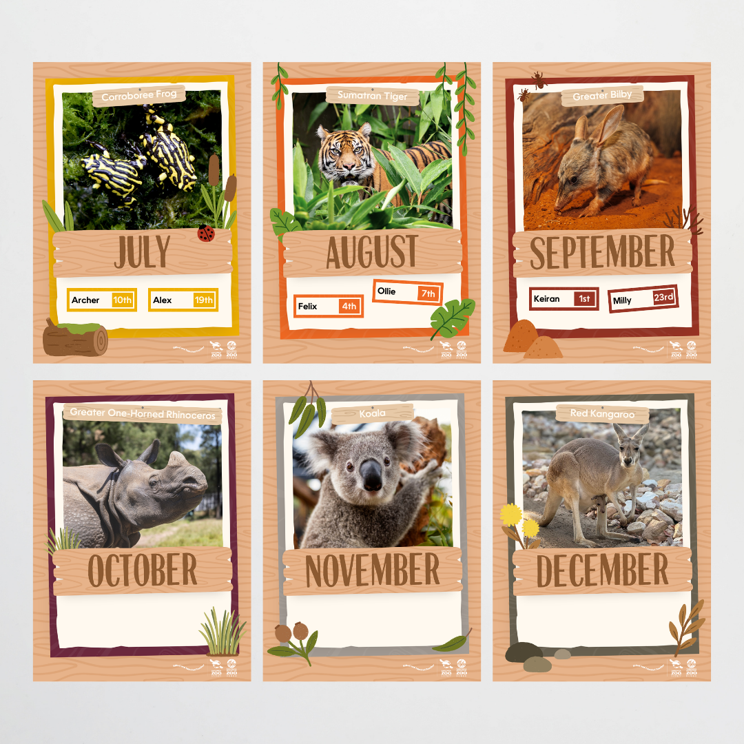 Taronga Zoo: Birthday Display - Taronga Zoo Classroom Decor - Teacher Resources & Classroom Decor